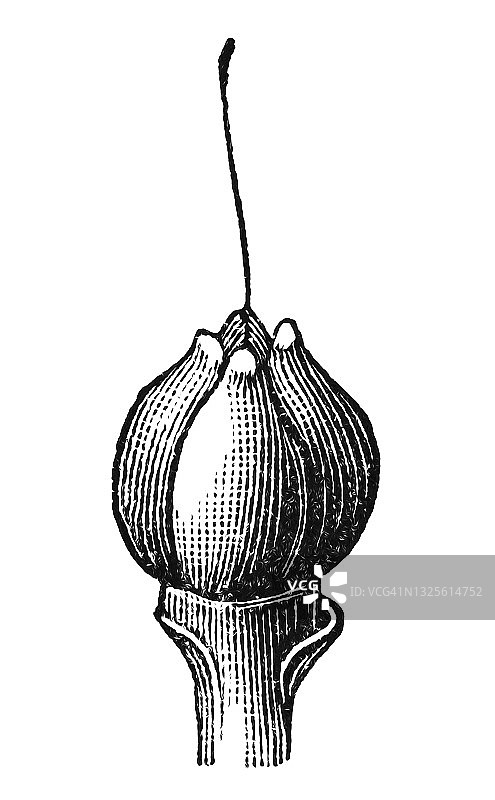 角蜂草植物的古老雕刻插图图片素材