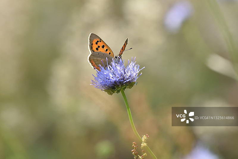 小火蛱蝶图片素材