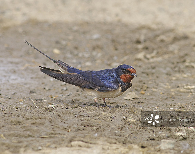 燕子[Hirundo rustica]图片素材
