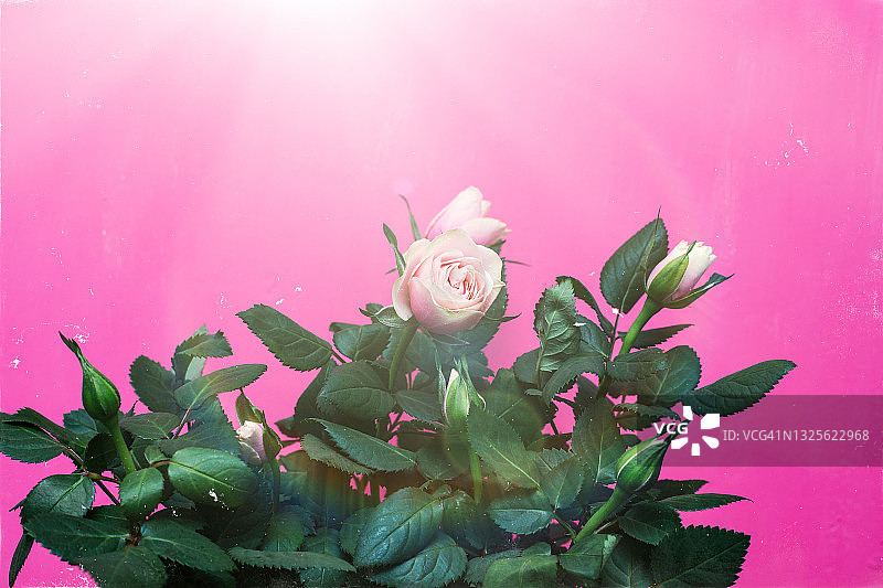 阳光下的白色玫瑰图片素材