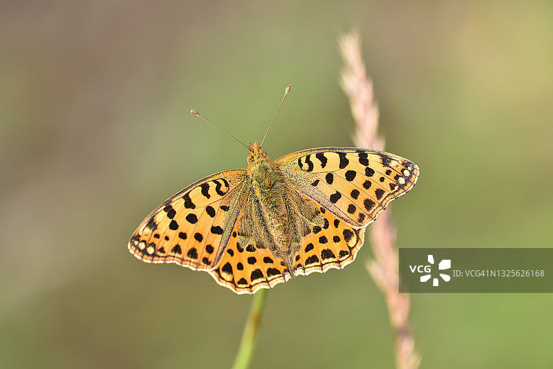 银纹蝴蝶图片素材