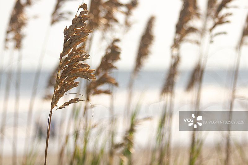 海滩草或海燕麦草特写，以散焦的海洋为背景图片素材