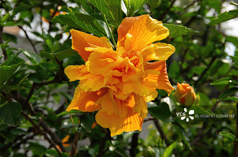 路边花园里盛开的黄色和橙色木槿花图片素材