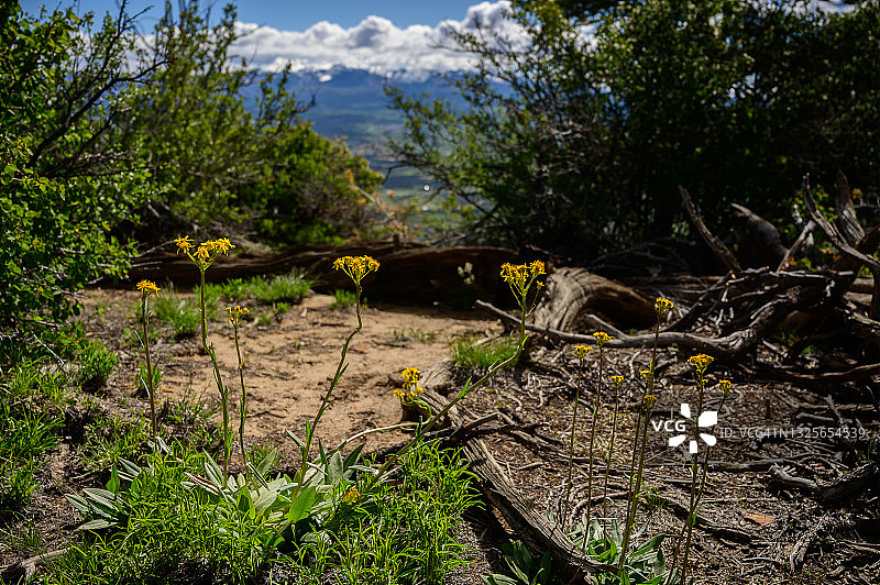 千里光野花与远山图片素材