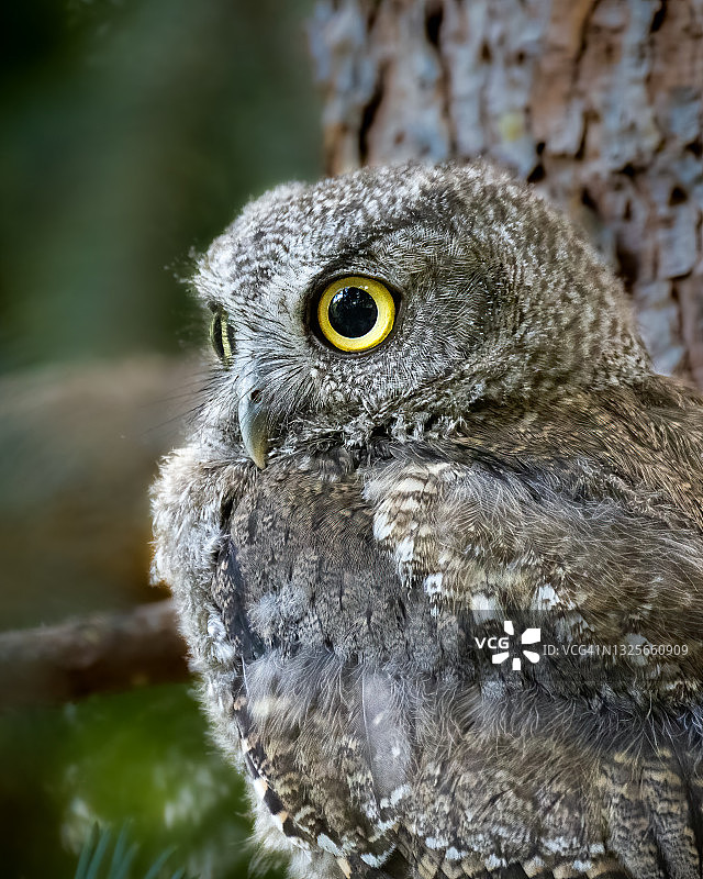 西部角鸮图片素材