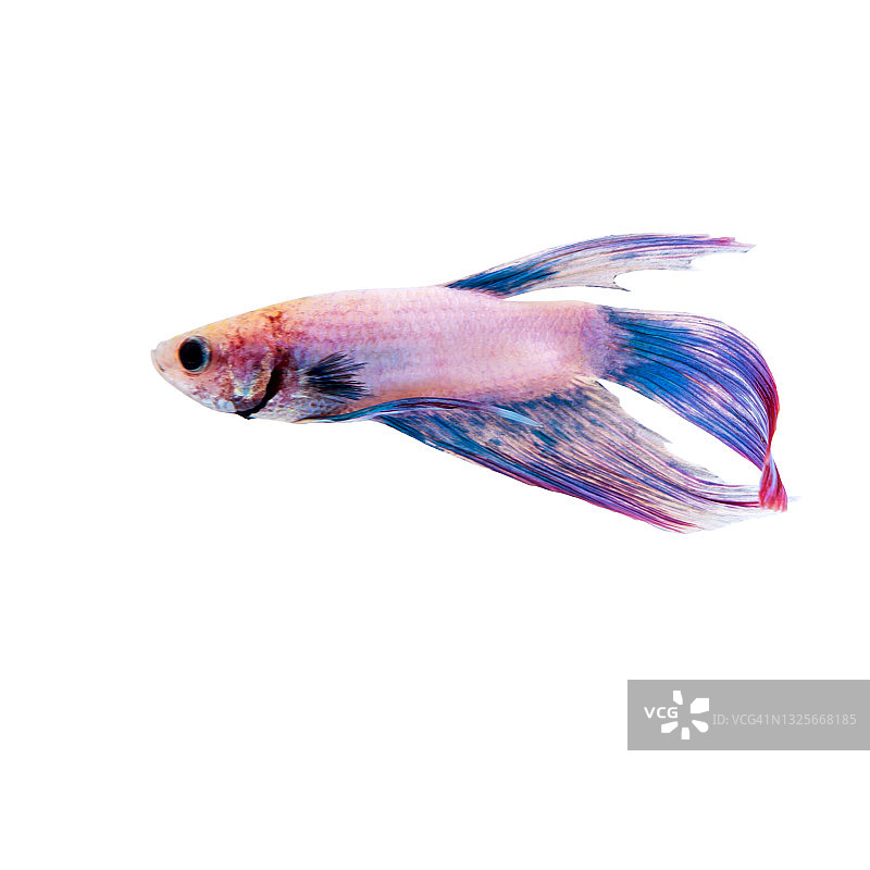 彩色斗鱼：暹罗斗鱼的动态图片素材