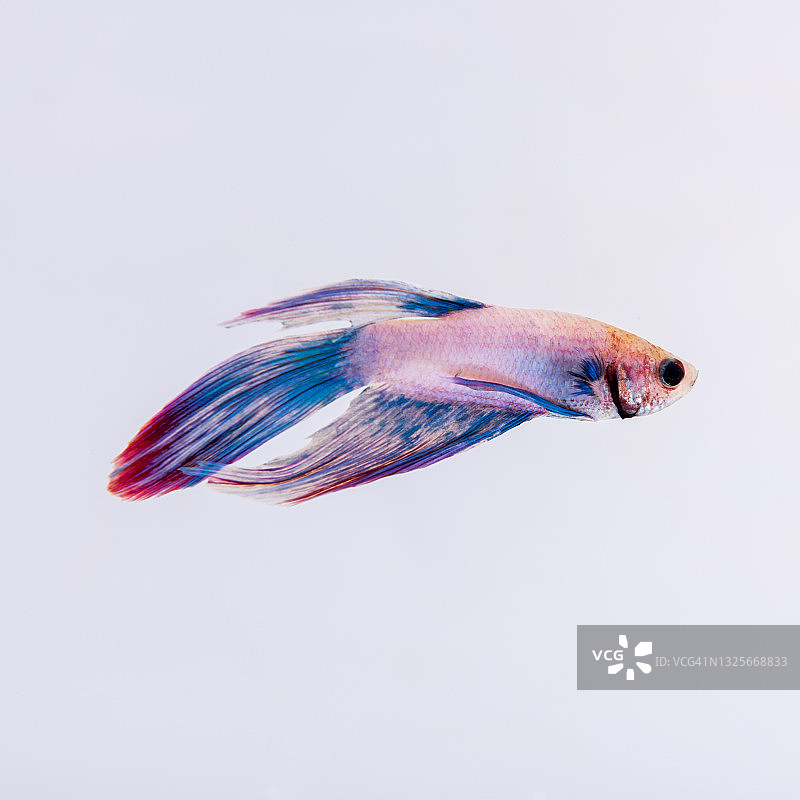 彩色斗鱼：暹罗斗鱼的动态图片素材