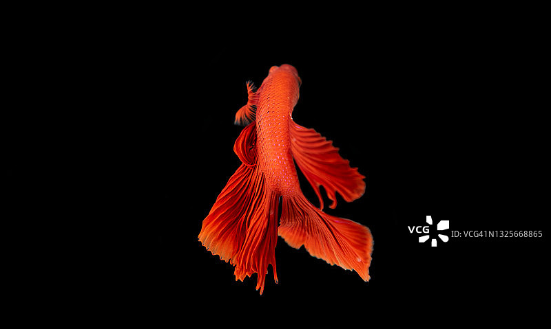 红色斗鱼图片素材