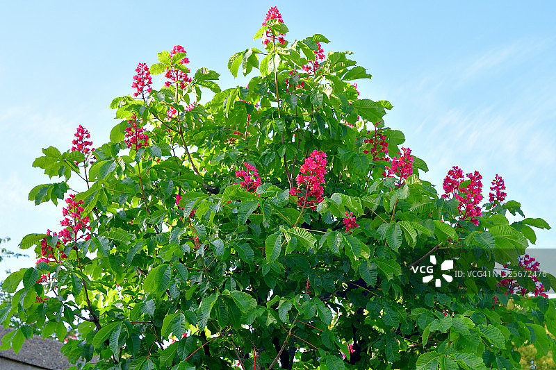 红花七叶树图片素材