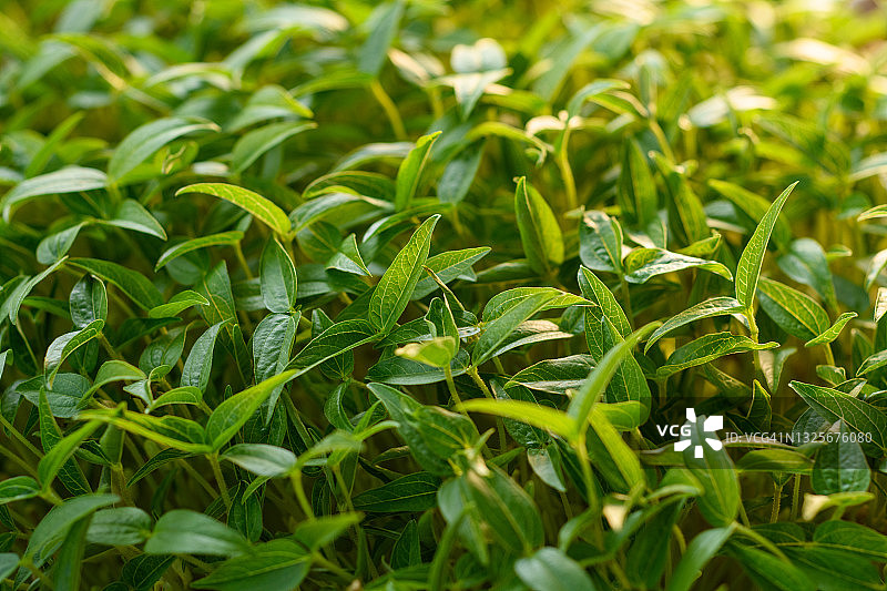 绿豆/青豆特写图片素材