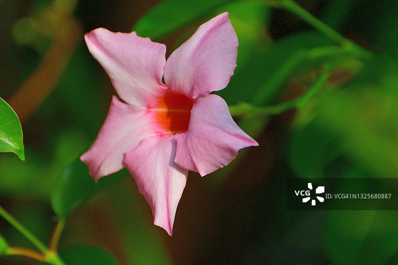 飘香藤/岩石喇叭花图片素材