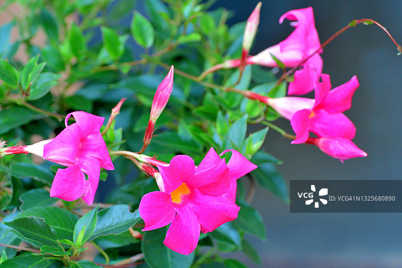 飘香藤/岩石喇叭花图片素材