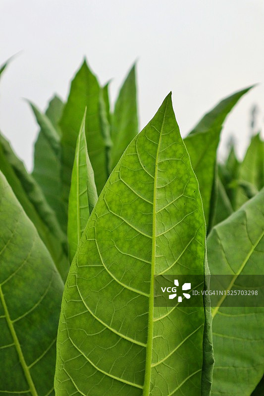 烟叶特写图片素材