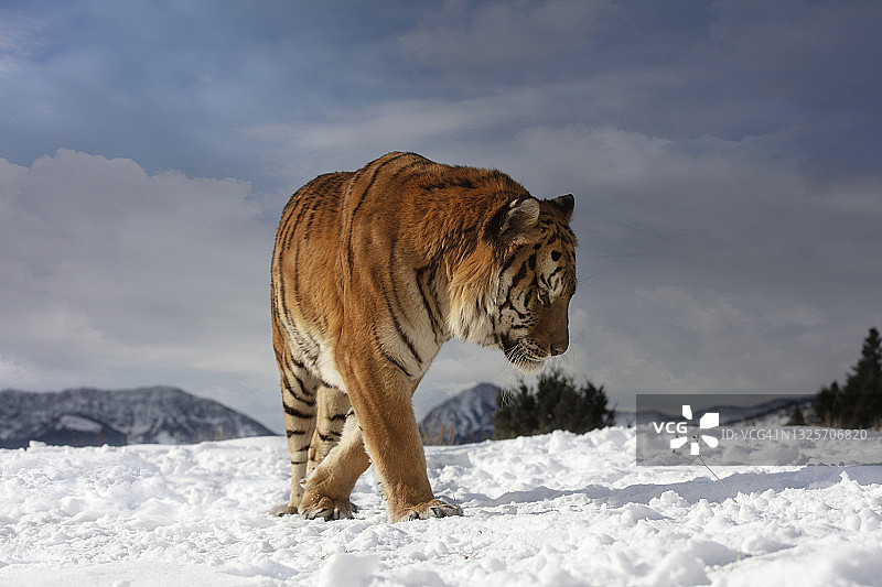 雪地上行走的 Siberian 虎（Panthera tigris altaica）特写图片素材