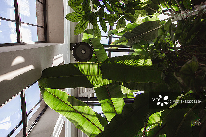 植物园里的热带树木图片素材