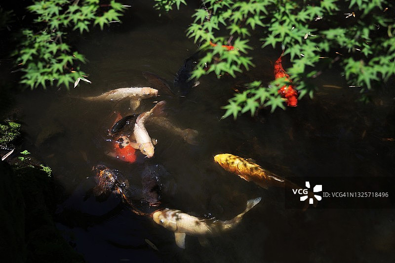 日式锦鲤鱼在池塘中畅游，阳光穿过枫叶照耀水面图片素材