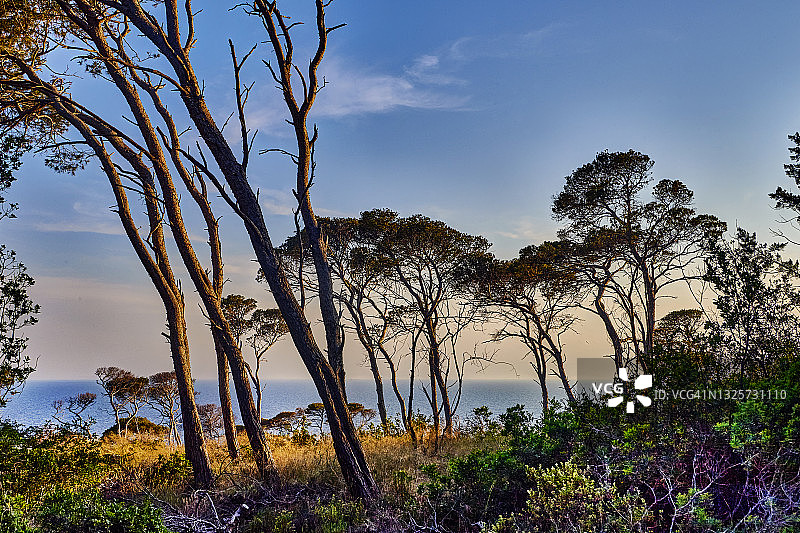 意大利特雷米蒂群岛的松树林图片素材
