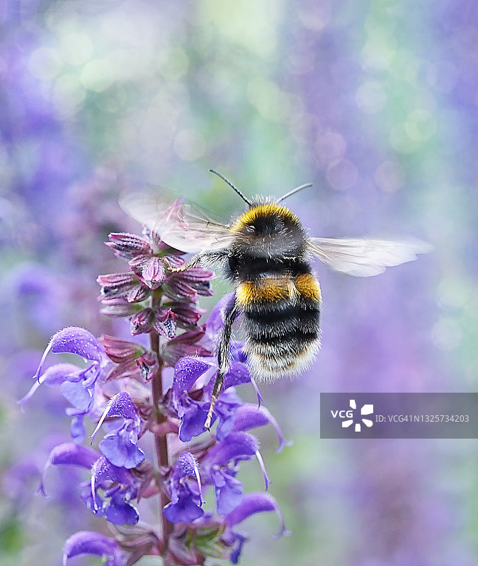 野蜂飞舞图片素材
