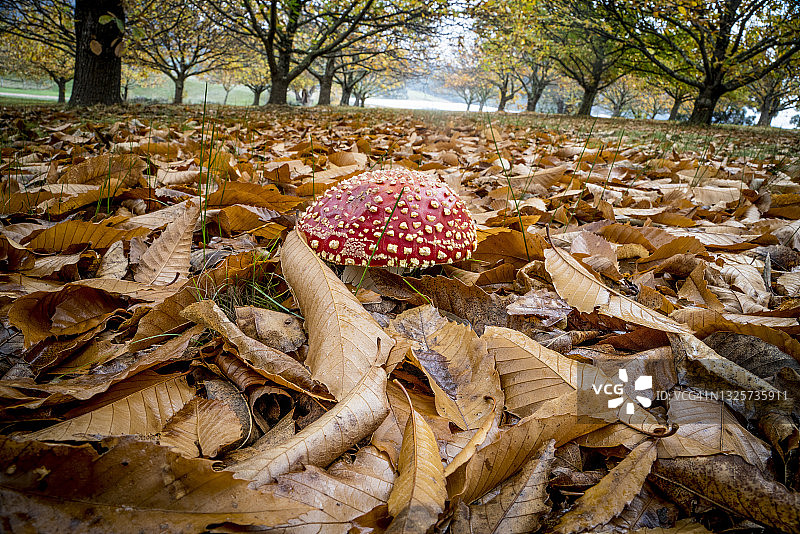 飞木耳蘑菇图片素材