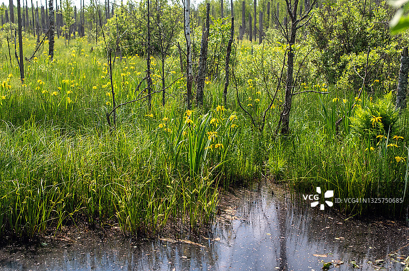 阳光明媚的夏日沼泽中盛开的鲜艳鸢尾花图片素材