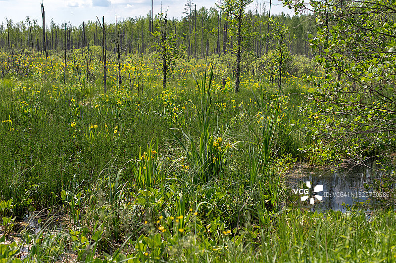 阳光明媚的夏日沼泽中盛开的鲜艳鸢尾花图片素材