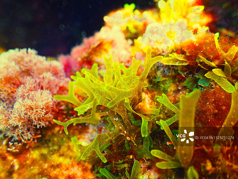 克罗地亚海底风光图片素材