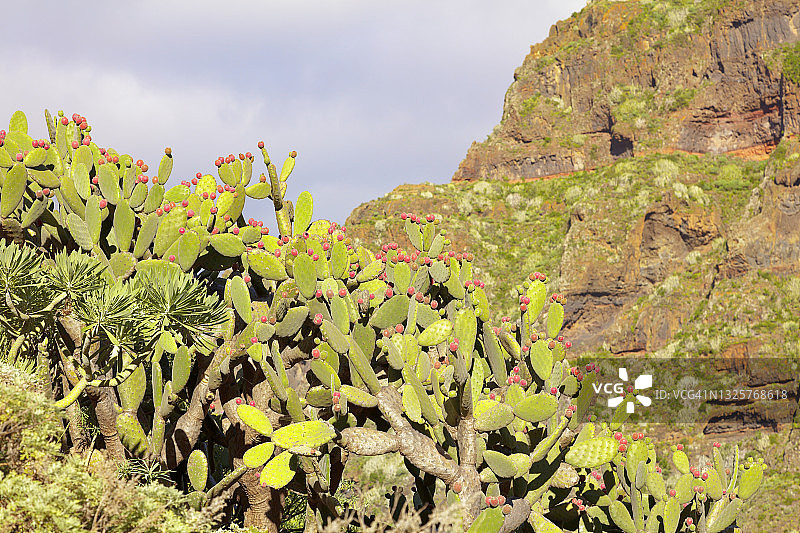 带果实的仙人掌， 阿纳加山图片素材