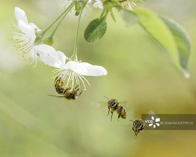 蜜蜂飞向樱花图片素材