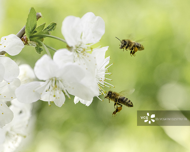 蜜蜂飞向樱花图片素材