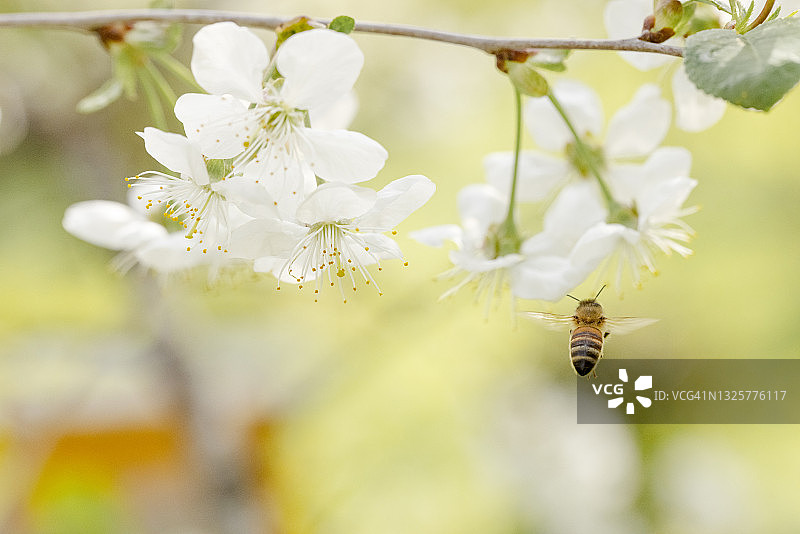 蜜蜂飞向樱花图片素材