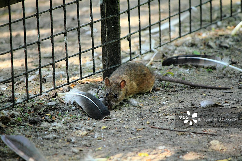 在格温特郡纽波特觅食的棕色老鼠图片素材