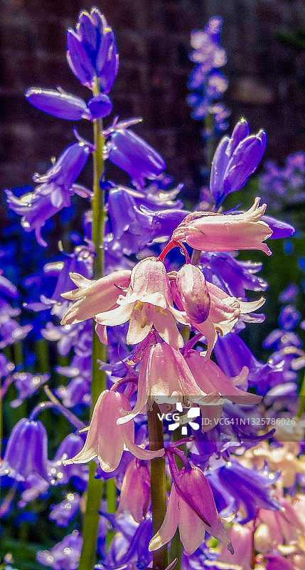 紫色和粉色风铃草特写图片素材