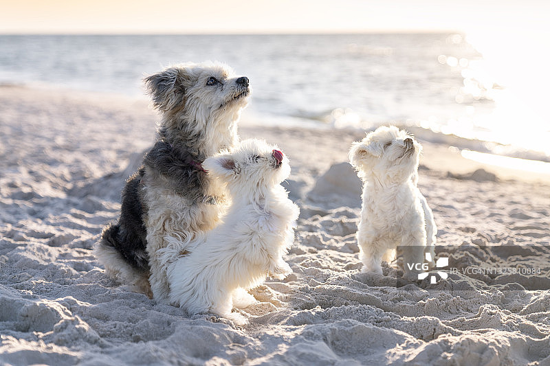 三只狗在沙滩上图片素材