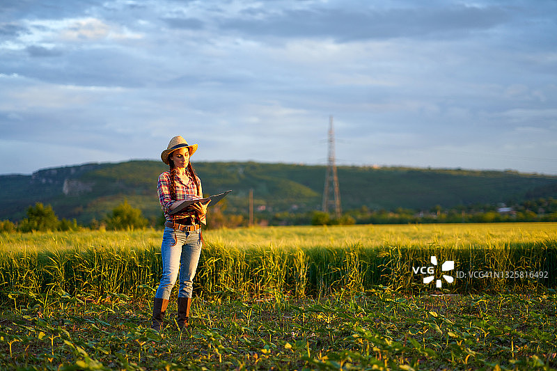 在麦田里的美丽女人图片素材