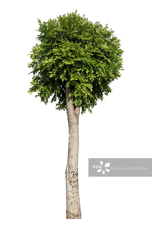 绿树孤立在白色背景上。图片素材