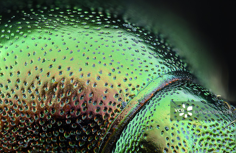 日本甲虫的外骨骼图片素材