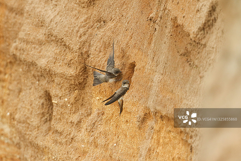 两只崖沙燕栖息在海边悬崖的巢穴入口图片素材