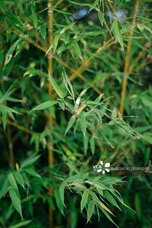 竹叶绿色图案背景图片素材