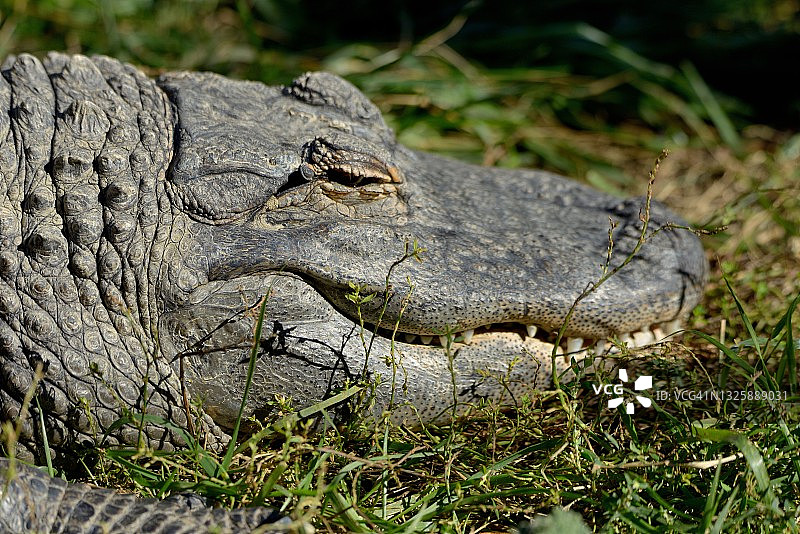 非洲侏儒鳄图片素材