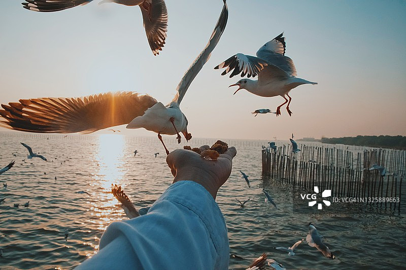 日落时分海鸥从手中觅食的特写图片素材