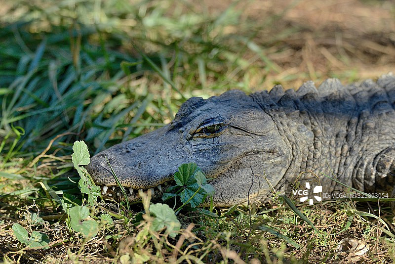 非洲侏儒鳄图片素材