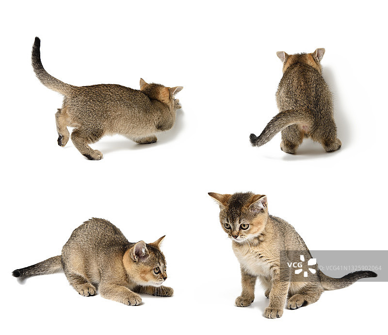 白色背景上的短毛苏格兰折耳小猫。不同姿势的动物图片素材