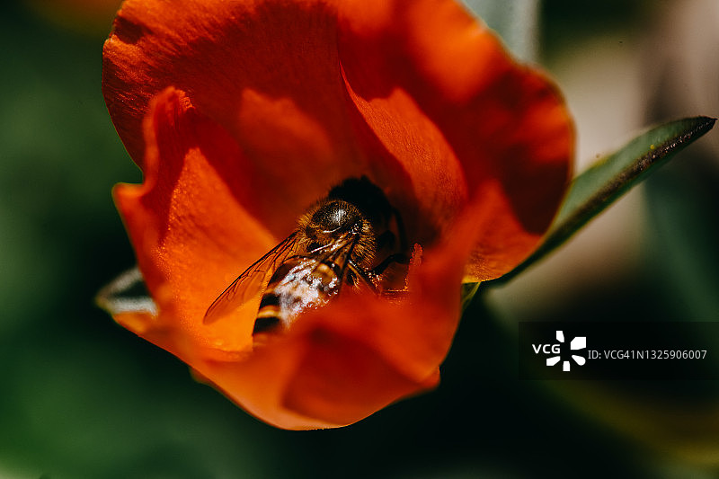 小蜜蜂在夏日日出时寻找野花花粉图片素材