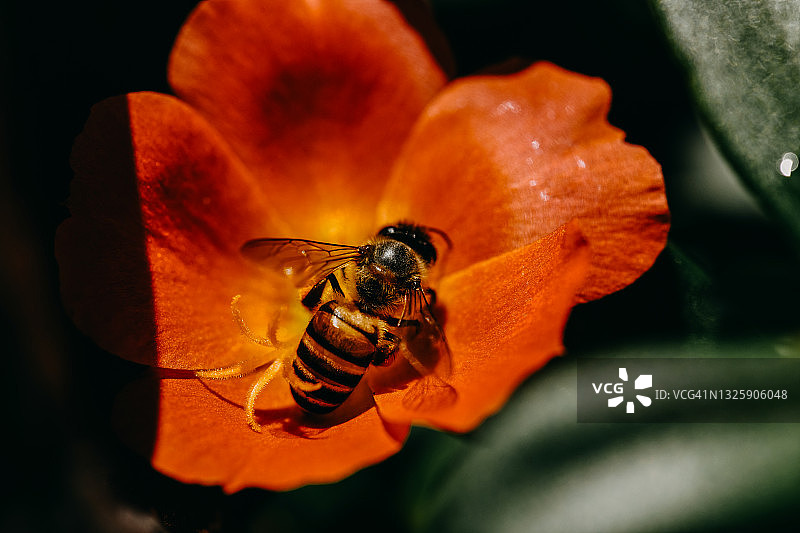 小蜜蜂在夏日日出时寻找野花花粉图片素材