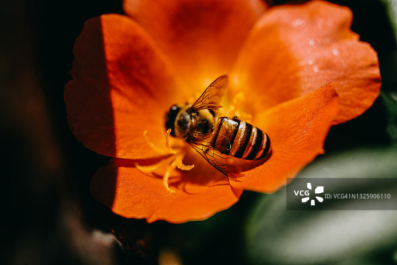 小蜜蜂在夏日日出时寻找野花花粉图片素材