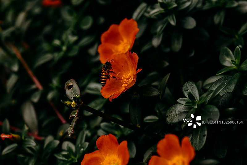 小蜜蜂在夏日日出时寻找野花花粉图片素材