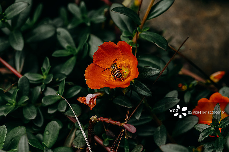 小蜜蜂在夏日日出时寻找野花花粉图片素材
