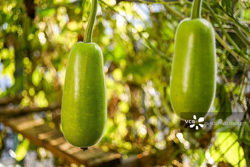 攀爬在花园架子上的新鲜葫芦图片素材