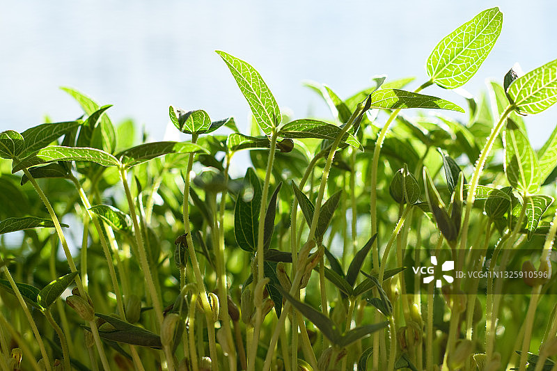 盆栽绿豆苗图片素材