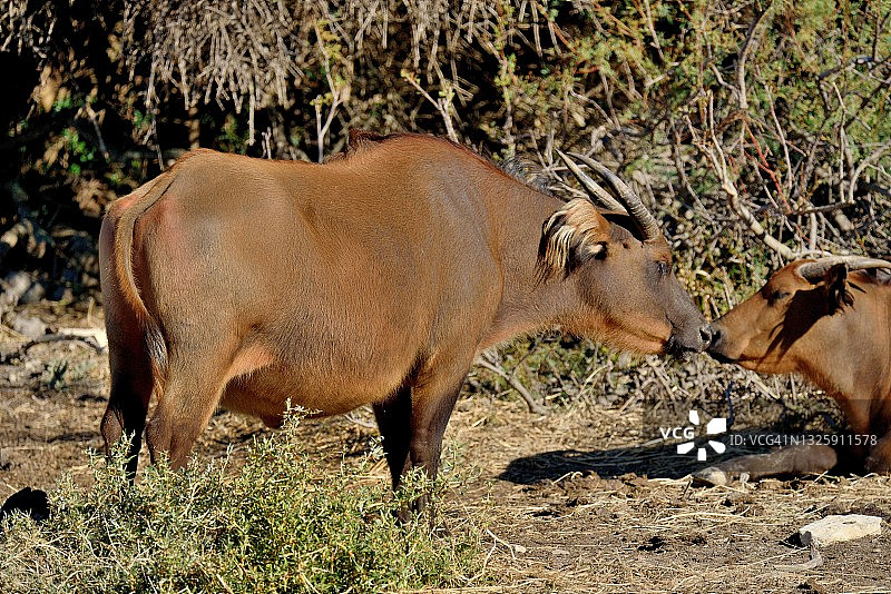非洲森林水牛图片素材
